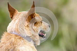 Red heeler coyote hunting dog portrait