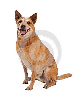 Red Heeler Dog Sitting Side