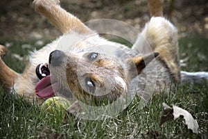 Red Heeler with her tennis ball