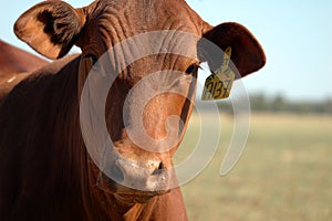 Red Heifer