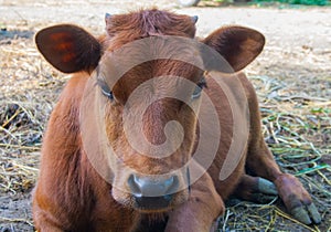 Red heifer in the pasture