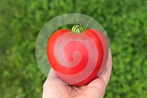 Red heirloom tomato in hand, heart shape, Oxheart