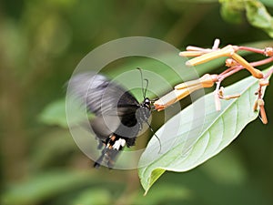 Red Helen swallowtail butterfly,Papilio helenus