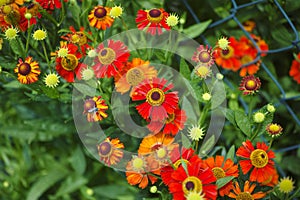 Red Helenium autumnales (common sneezeweed) flowering in a garden near a chain link fence