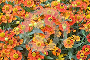 Red helenium flowers. Fresh, flower