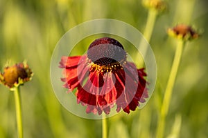 Red helenium flowers in the garden on a green background.