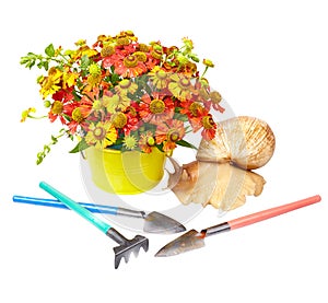 Red helenium, giant snail and gardening tools