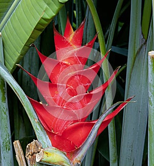 Red heliconia photo