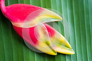 Red Heliconia flower.