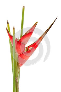 Red heliconia flower