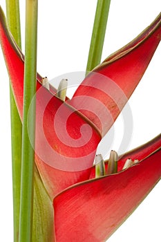 Red heliconia flower