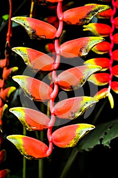 red heliconia flower blossom in sunlight