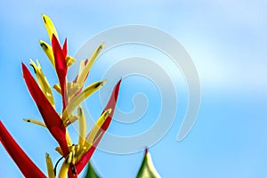 Red Heliconia Flower in Blue Sky