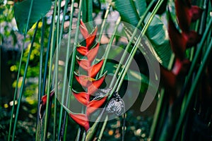 A red heliconia flower in a forest in mexico.