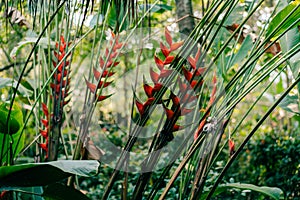 A red heliconia flower in a forest in mexico.