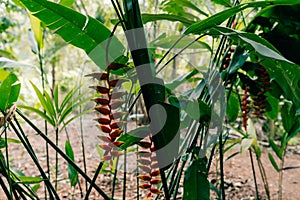 A red heliconia flower in a forest in mexico.