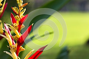 Red Heliconia Flower in Green Background