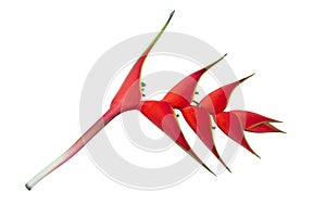 Red heliconia flower, isolated