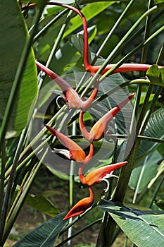 Red heliconia flower on tropical garden, Rio