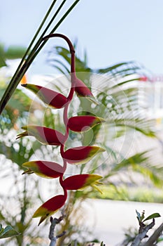 Red heliconia flowers