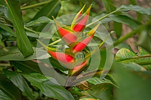 Red heliconia flowers growing in rainforest