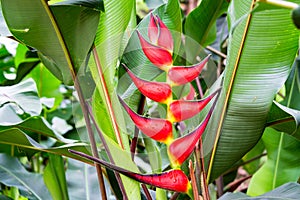 Red Heliconia Rostrata Flower