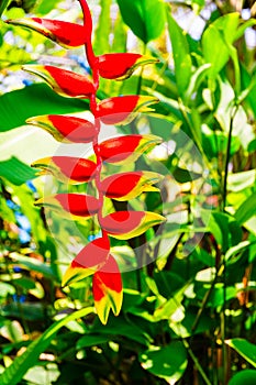 Red heliconia rostrata in the green garden, Thailand
