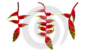 Red Heliconia rostrata hanging lobster claw or false bird of paparadise tropical flower plant set isolated on white background,