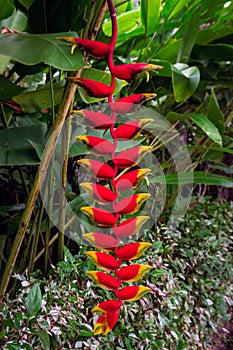 Red Heliconia rostrata, the hanging lobster claw or false bird of paradise in the tropics