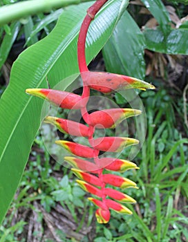 Red heliconia rostrata, photographing flowers.