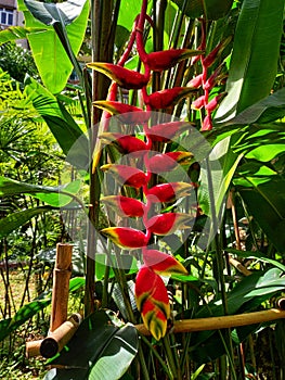 Red heliconia tortuosa flowers that have so long flower like banana, so beautiful and fresh