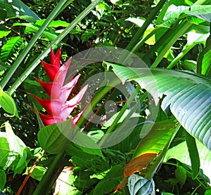 Red heliconia in tropical forest. Exotic nature of the French West Indies. Tropical Heliconia close up. Flowers and Plants