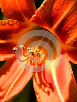 Red Hemerocallis