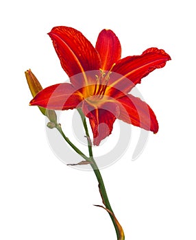 Red Hemerocallis day-lily on a white background isolation