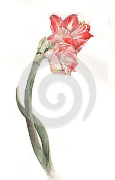 Red hemerocallis flower watercolor painting