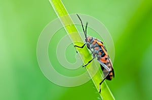 Red hemiptera in green nature