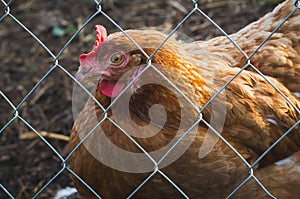 Red hen behind the diagonal mesh.