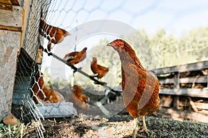 Red hen close-up stands out at a sustainable free-range farm.