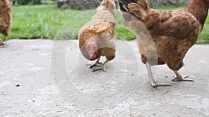 Red hen eating seed. Farm chicken animal feeding