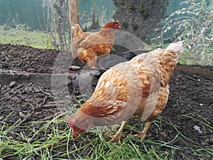 Red hen, Gallus gallus domesticus, eating fresh grass