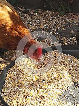 Red hen, Gallus gallus domesticus, eating seeds in a cup