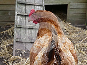 Red hen, Gallus gallus domesticus, seen from behind in her henhouse