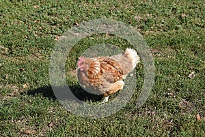 Red hen on the green grass