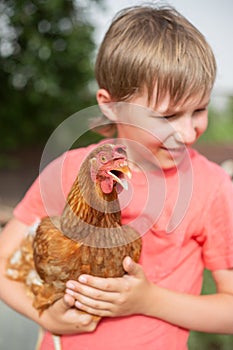 Red hen in the hands of a boy-portrait of a child with a chicken on the farm