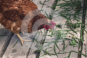 A red hen pecks at green grass.