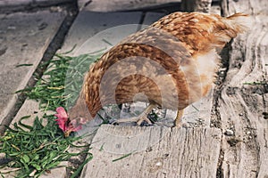A red hen pecks at green grass.