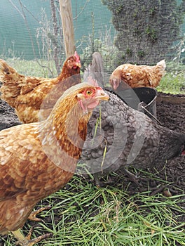 Red hen in profile with a blade of grass in its beak