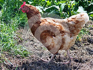 Red hen standing on ground