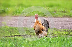 Red hen with a tuft paces on the green grass on the farm