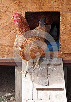 Red hen at wooden chicken coop